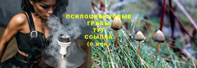 Галлюциногенные грибы Cubensis  Буй 